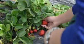 Интервюто с берачките на ягоди в Испания ще бъде в Разград