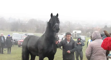 Тодоровден &ndash; Тудорица в Ценово: тропот на копита, жив дух и традиция, която препуска напред