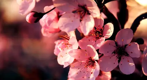 Редки растения обсипват с цветовете си зеленото сърце на Албена