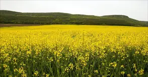 Над 3000 декара есенници в Русенско пропаднали заради капризите на времето