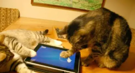 Google със специално приложение за котки