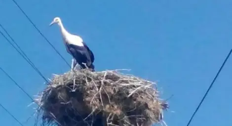 Електротехници спасиха щъркел от найлонов капан