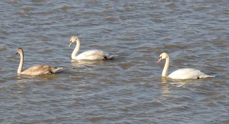 Ято лебеди зарадва вчера разхождащите се по брега на Дунав русенци