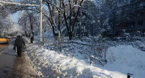 6 екипа реагират на сигналите за паднали дървета и клони