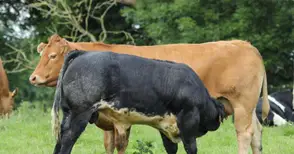 Млечните породи намаляват  за сметка на месодайните