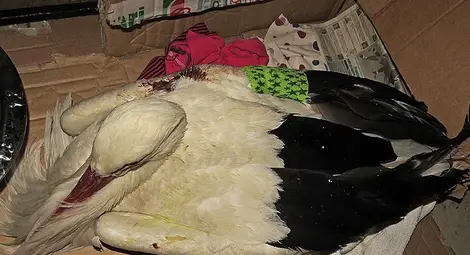 Деца пребиха с камъни щъркела Живка 