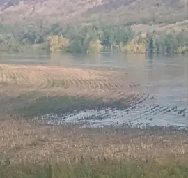 Река Янтра прелива при Долна Студена, няма опасност за населението