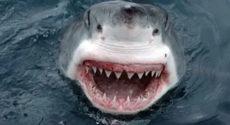 Акули оставят света без интернет