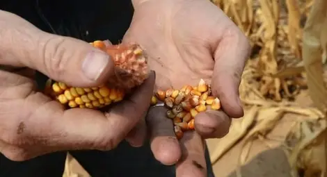 Засилва се контролът върху фуражите