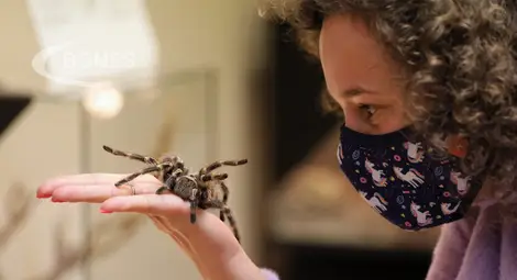 Паяците са полезни за човешкото здраве Паяците са полезни за човешкото здраве