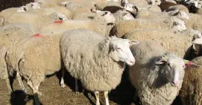 Започна изплащането на 64 милиона лева за животновъдството