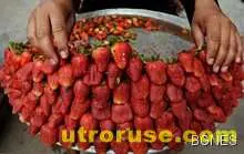 Горските плодове предпазват мозъка от стареене Горските плодове предпазват мозъка от стареене