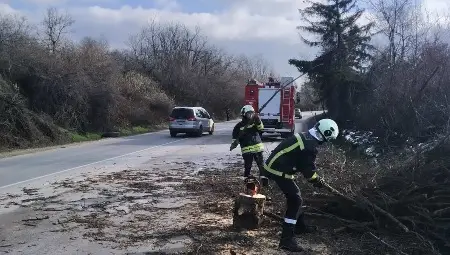 Паднали дървета блокираха пътя Русе – София Паднали дървета блокираха пътя Русе – София