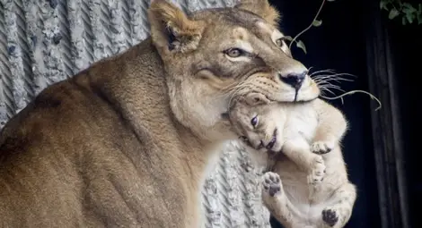 Зоопаркът в Копенхаген &bdquo;приспа&ldquo; четири здрави лъва