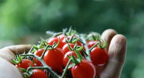 Как да намалим драстично риска от рак