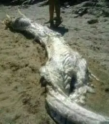 Морето изхвърли невиждано 4-метрово чудовище с рога в Испания