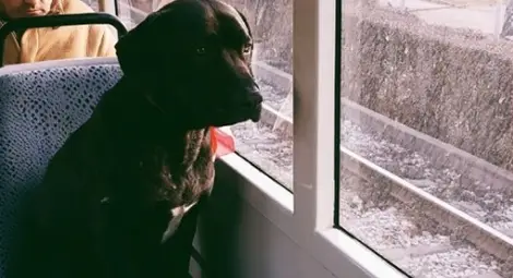 В трамвай №5 се вози най-тъжното куче в София! В трамвай №5 се вози най-тъжното куче в София!