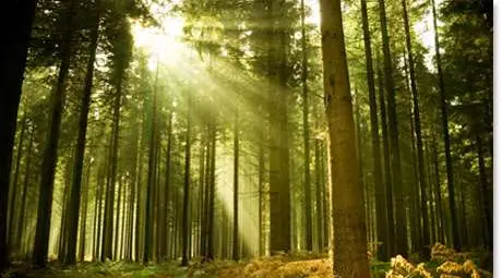 WWF започва кампания за спасяване на вековните гори в България 