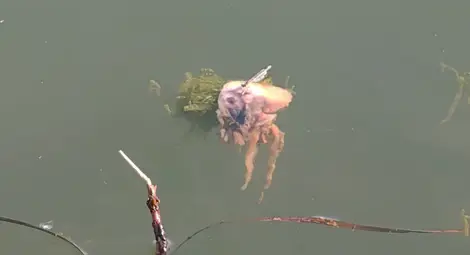 Мъртви мекотели изплуваха в Дунав заради нагрятата до горещо вода