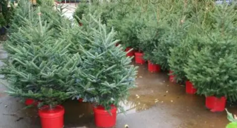 Какво да правим с живите коледни елхи след празниците