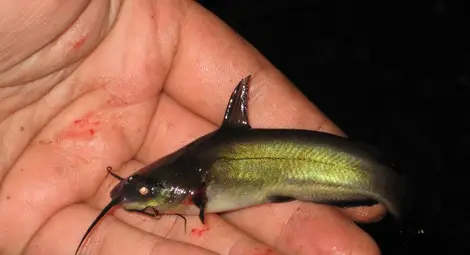 Черно дънно сомче Черно дънно сомче