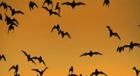 Най-абсурдните факти за животни на Земята