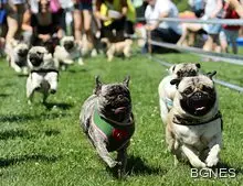 Умна каишка ще казва как се чувстват кучетата и котките