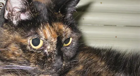 Почина най-старата котка в света