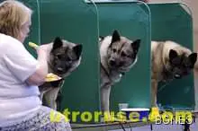 Лицата на кучетата изразяват емоциите им Лицата на кучетата изразяват емоциите им