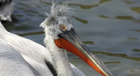 Публикуваха новия Червен списък на птиците в Европа
