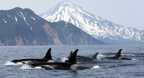Косатка, държана в плен 44 години, може да бъде освободена /галерия/