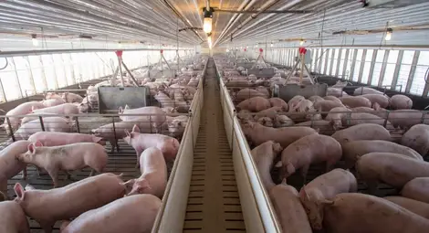 Общинска наредба спря възстановяването  на свинеферма край Мартен