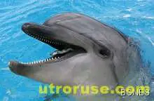 Делфин подари риба на тийнейджърка 