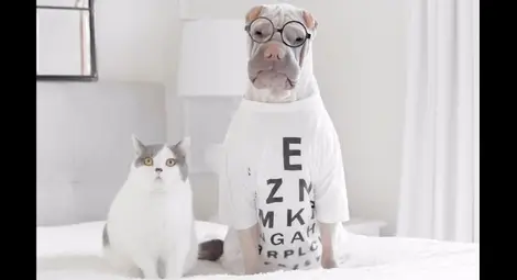 Приятелството на шар пей и котка развълнува интернет