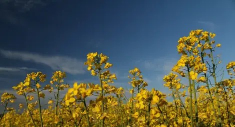 Дъжд и днес, валежите намаляват след седмица