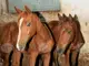Преброяват конете в стопанствата в Дупница