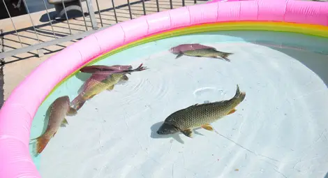 Малки и големи русенци и гости на града отбелязаха заедно Деня на река Дунав Малки и големи русенци и гости на града отбелязаха заедно Деня на река Дунав