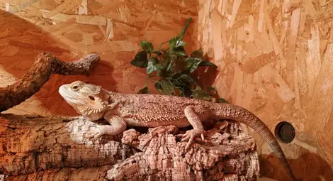 Брадатата агама Мишо прави компания на редки влечуги в Екомузея Брадатата агама Мишо прави компания на редки влечуги в Екомузея