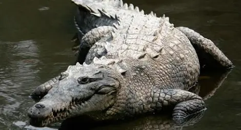 Турист бе &bdquo;пленен&rdquo; в продължение на две седмици от крокодил