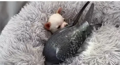 Гълъб, който не може да лети, се сприятели с кученце, което не може да ходи