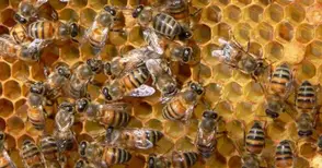 Европа окончателно забрани  опасни за пчелите пестициди