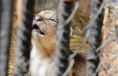 Намериха се мераклии за разградските лъвчета