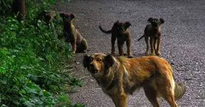 Сменили цяла става на нападнат от бездомни кучета