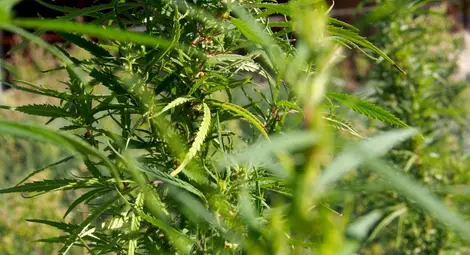 Всеки четвърти студент у нас е пушил марихуана