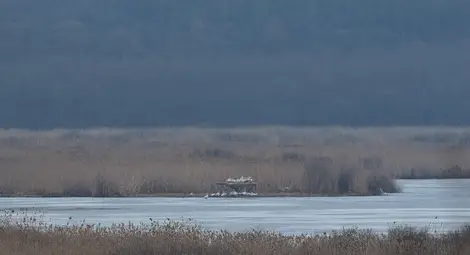 Пеликаните в Сребърна обещават затопляне