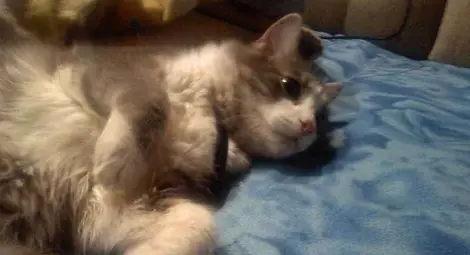 Домашен пухчо открит край "Севастопол" 