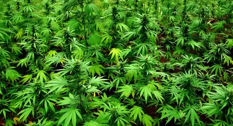 Едър производител на марихуана бяга с бус от нива с канабис
