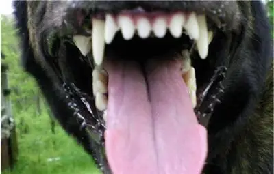 Абитуриент се страхува да излиза сам след нападение от куче Абитуриент се страхува да излиза сам след нападение от куче