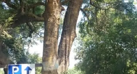 Мутри на плажа: Скандал и бой за наложена 10 лева такса на Силистар /видео/