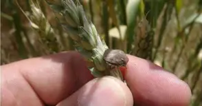 Редки болести нападат житото